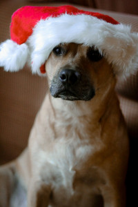 Dog santa hat